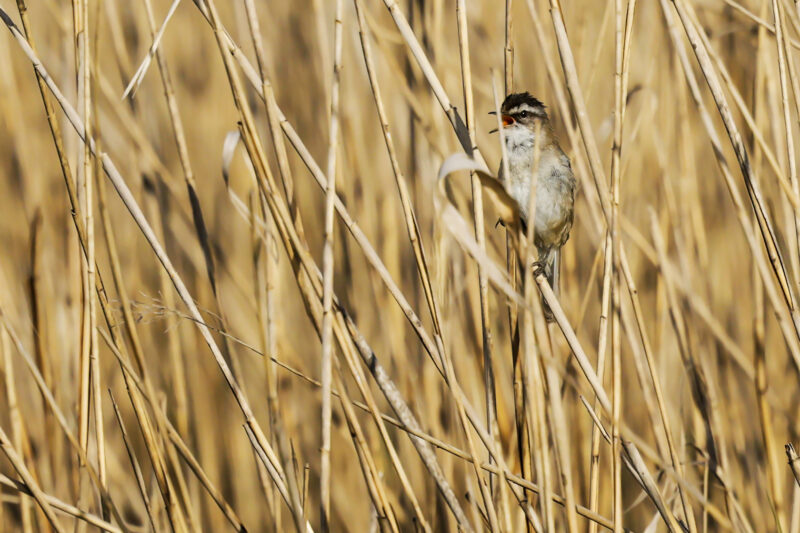 Lusciniole à moustaches chanteuse